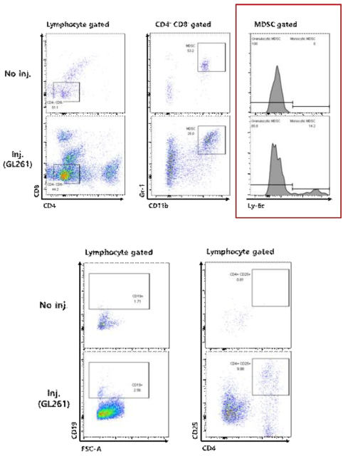 C57BL/6 GL261 glioma model에 침윤한 MDSC 및 regulatory T세포