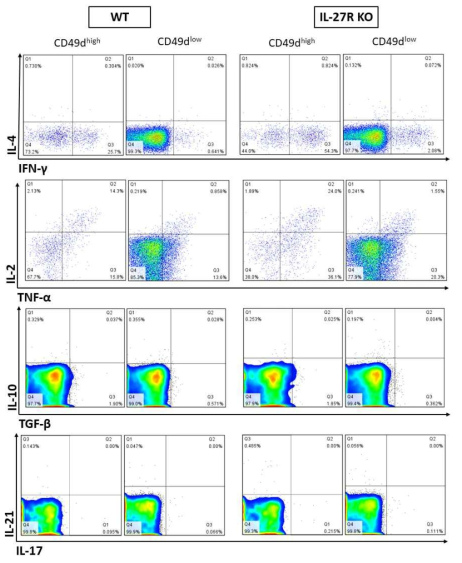 IL-27 수용체 결핍 마우스의 T세포 사이토카인 분비 관찰