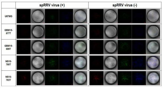 micropillar/microwell system을 이용한 spRRV 처리 여부에 따른 감염능 확인