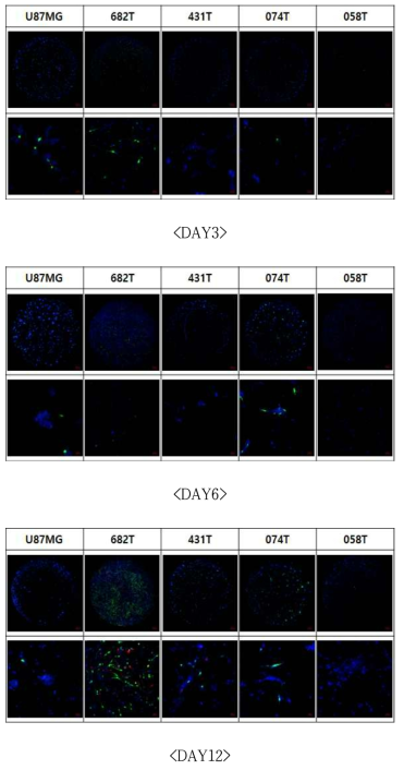 U87MG와 PDC 4종에 바이러스 감염능 3차 스크리닝 결과