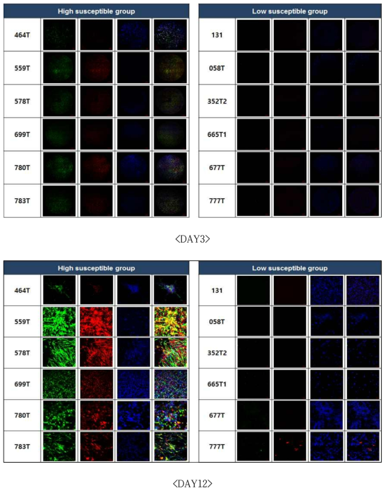 High susceptible group과 low susceptible group의 spRRV 감염능 비교