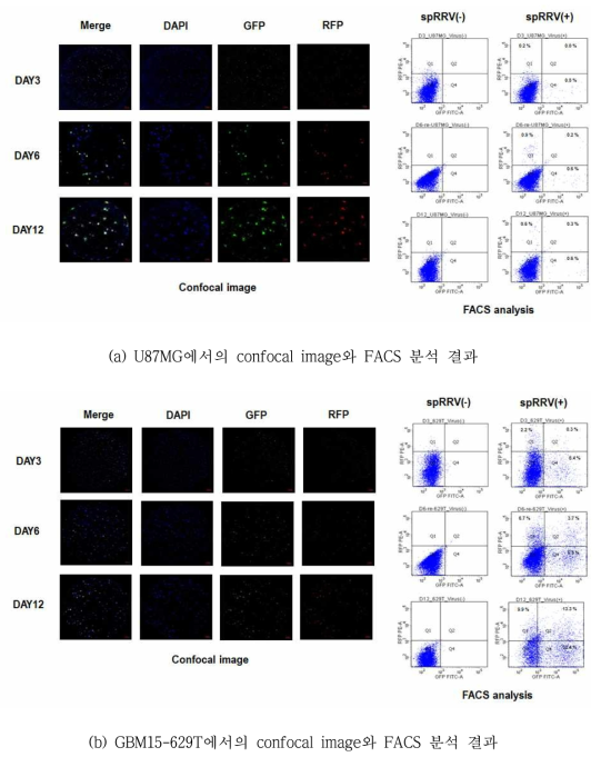 U87MG와 GBM15-629T에서의 confocal image와 FACS 분석 결과