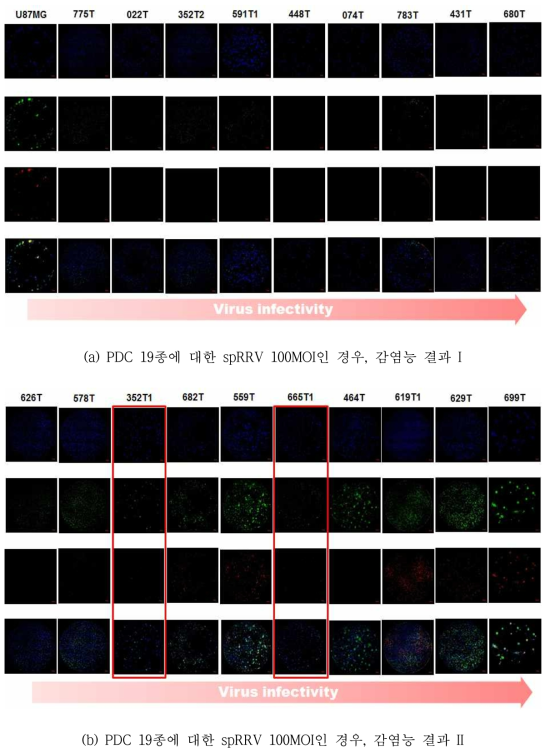 spRRV 100MOI인 경우, 12일째 PDC 19종의 감염능 confocal image 분석결과