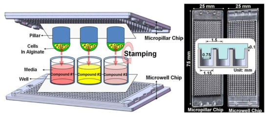 약물 효능 분석용 Micropillar/microwell chip플랫폼 개념도(좌), 제작된 Micropillar/microwell chip (우)