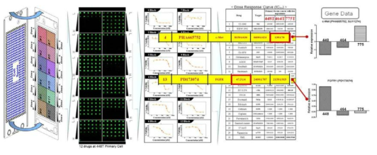 칩 위에 살아있는 PDC를 녹색으로 염색하여 약물 반응성 곡선과 IC50값을 구하고 이를 환자 유전체 데이터와 비교 분석한 예시
