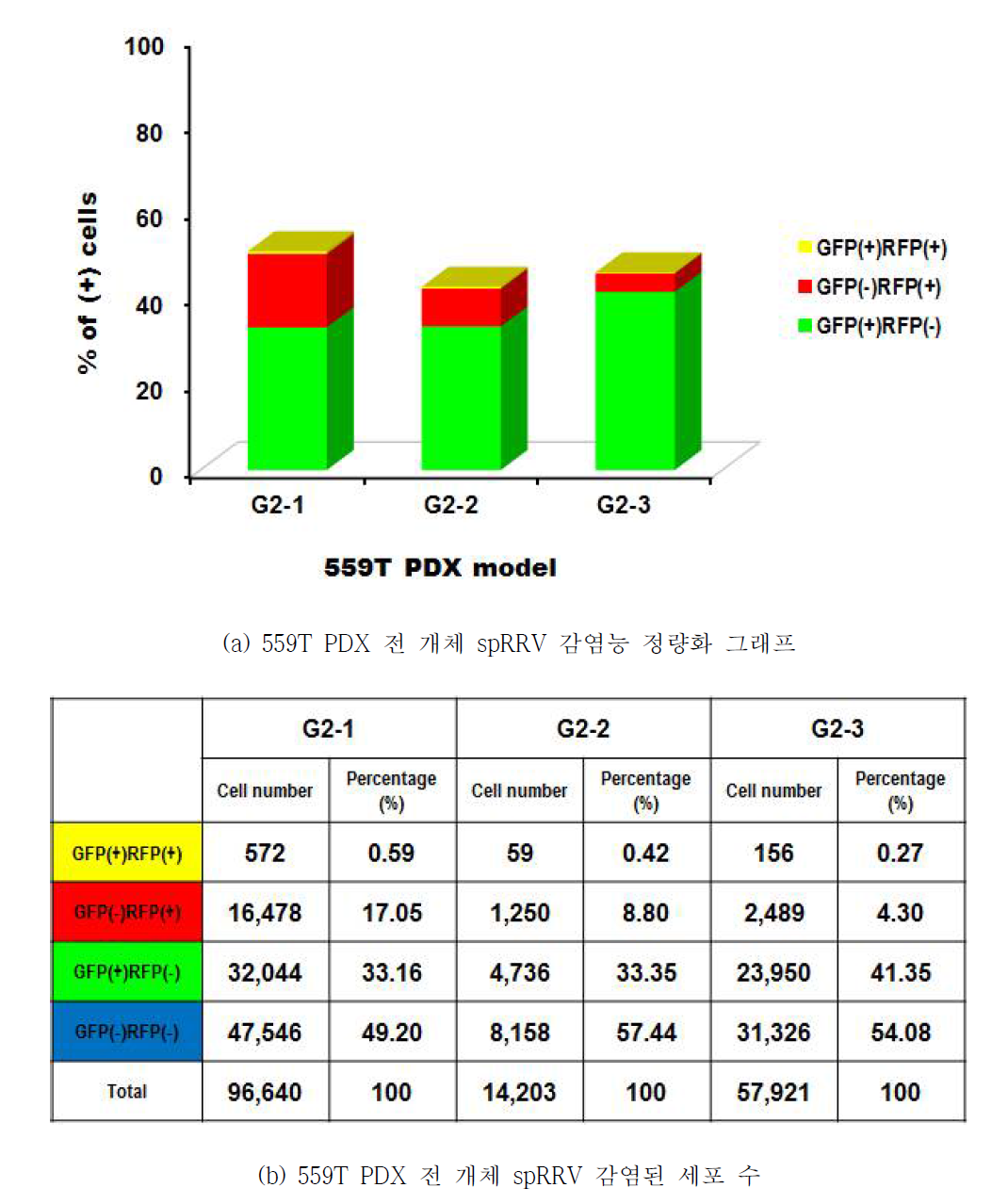 559T PDX 모델의 최적화 된 spRRV 감염능 image 분석 결과