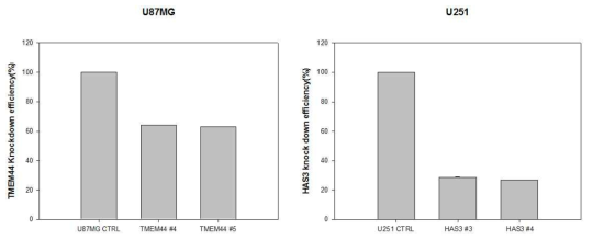 U87MG와 U251MG에서의 TMEM44, HAS3 knock down efficiency QPCR 결과