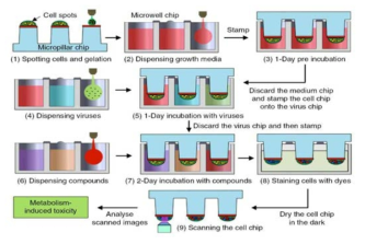 Micropillar/microwell chip 플랫폼을 이용한 THLE-2 세포주의 바이러스 감염성 실험 및 항암제 대사독성 실험