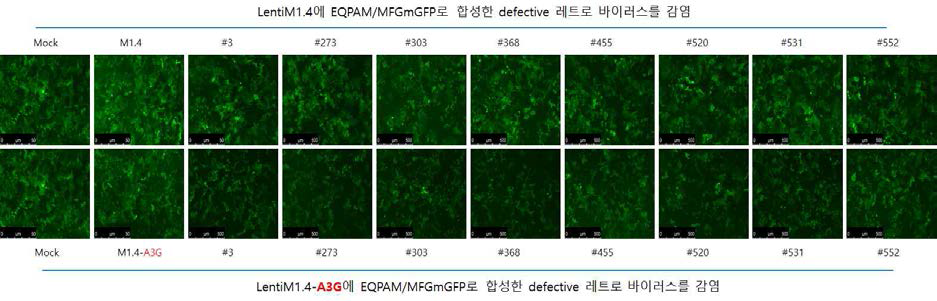 APOBEC3G에의한 레트로바이러스 감염저해 확인(LentiM1.4 backbone. Exp.1)