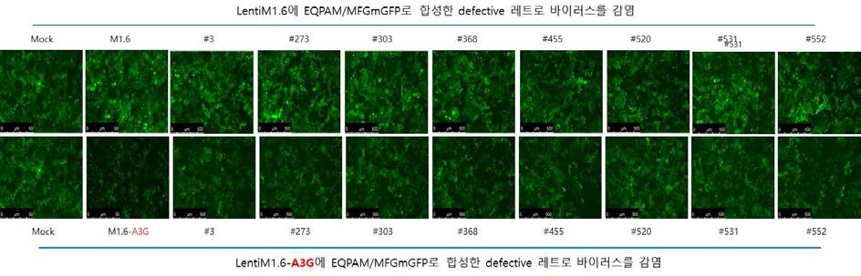 APOBEC3G에의한 레트로바이러스 감염저해 확인(LentiEF1.6 backbone, Exp.1)