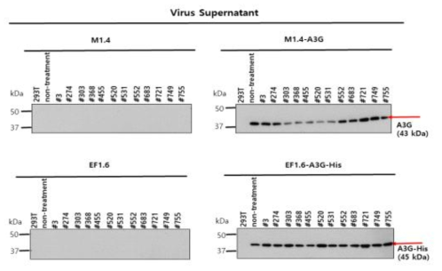 그림18의 바이러스 sup.에서 APOBEC3G 발현확인