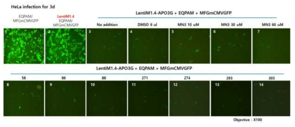 APOBEC3G에의한 레트로바이러스 감염저해 확인(LentiM1.4 backbone, Exp.2)