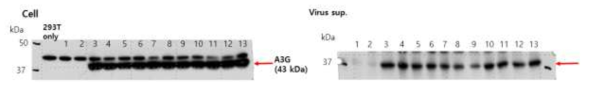 그림17의 cell lysate 및 바이러스 sup.에서 APOBEC3G 발현확인