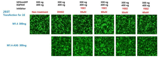 A3G inhibitor(Y001, Y002) 처리 후 형질도입 효율 확인