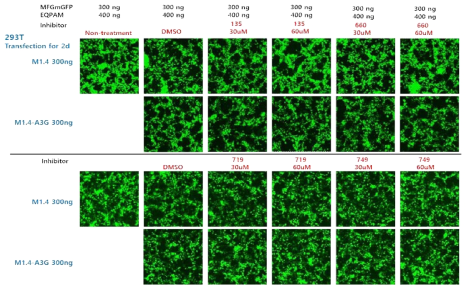 A3G inhibitor(135, 660, 719, 749) 처리 후 형질도입 효율 확인