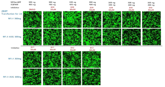 A3G inhibitor(838, 839, 840, 841, 842) 처리 후 형질도입 효율 확인