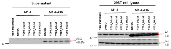 A3G inhibitor(Y001, Y002) 처리 후 A3G 발현확인