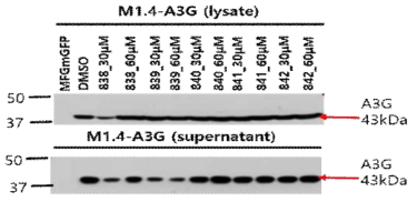 A3G inhibitor(838, 839, 840, 841, 842) 처리 후 A3G 발현확인