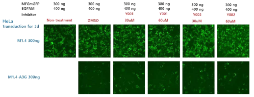 A3G inhibitor(Y001, Y002)에 의한 RRV 감염 저해 개선 확인