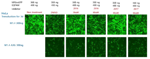 A3G inhibitor(2016, 2017)에 의한 RRV 감염 저해 개선 확인