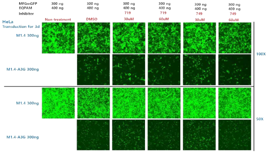 A3G inhibitor(719, 749)에 의한 RRV 감염 저해 개선 확인