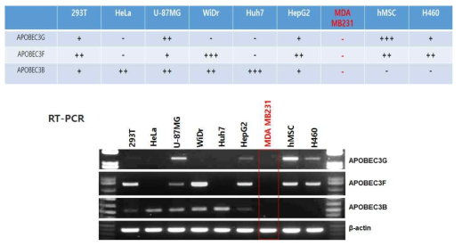 세포 내 APOBEC3 family mRNA 발현조사