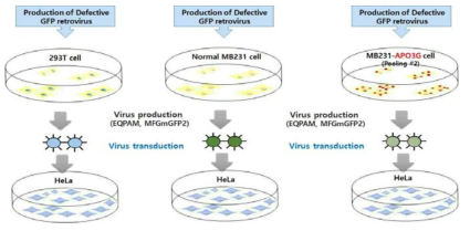 A3G 발현하는 MDA-MB231세포의 활성 검증 실험 scheme