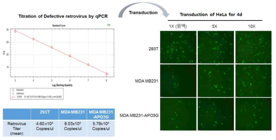 A3G 발현하는 MDA-MB231세포에서 defective virus 합성 및 감염