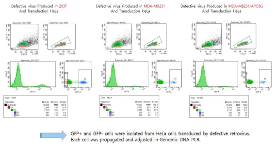 A3G-stable cell에서 합성한 바이러스를 감염 한 후 FACS sorting