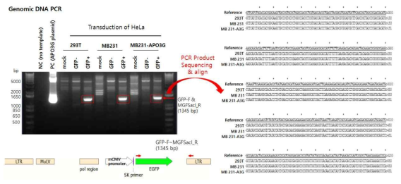 GFP 지노믹디엔에이 PCR 및 mutation 분석