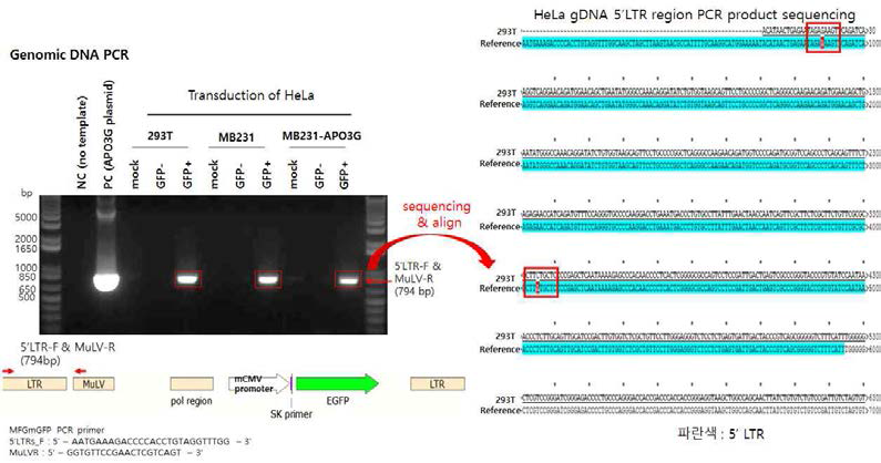 5‘-LTR 지노믹디엔에이 PCR 및 mutation 분석