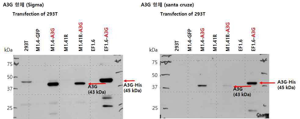 A3G 항체 validation