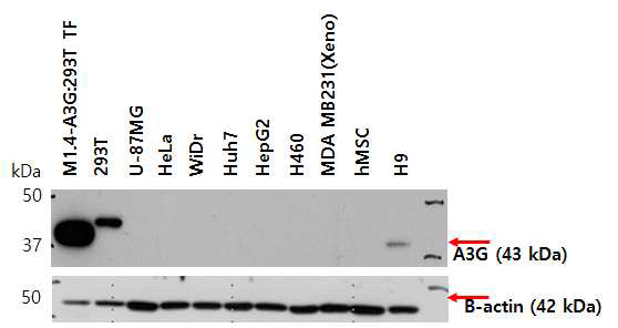 세포주별 A3G 단백질 발현률 확인
