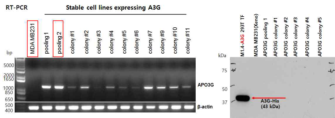 MDA-MB231/A3G cell line 검증