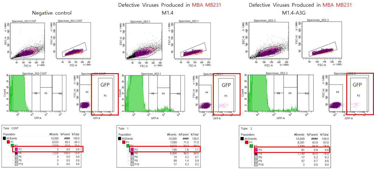 A3G 일시적 과발현 cell에서 합성한 바이러스를 감염 한 후 FACS sorting