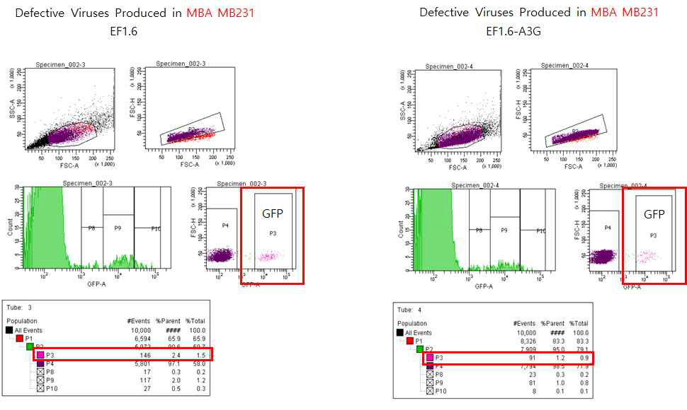 A3G 일시적 과발현 cell에서 합성한 바이러스를 감염 한 후 FACS sorting