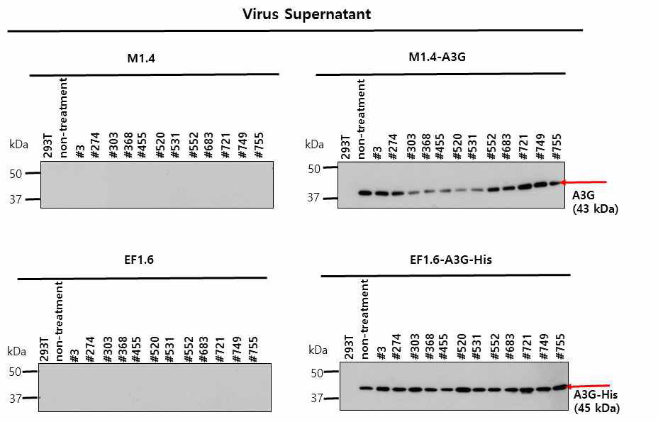 그림18의 바이러스 sup.에서 A3G 발현확인
