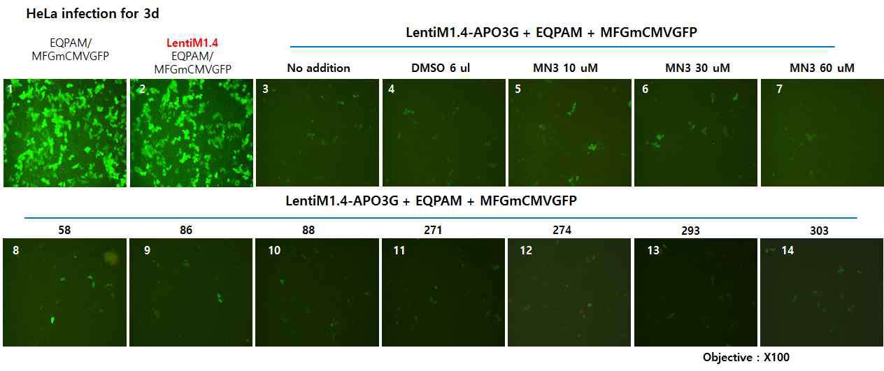 A3G에의한 레트로바이러스 감염저해 확인(LentiM1.4 backbone, Exp.2)