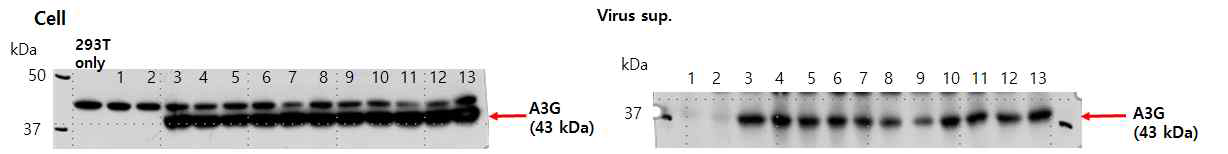 그림21의 cell lysate 및 바이러스 sup.에서 A3G 발현확인