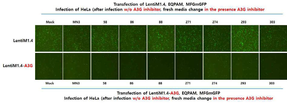 A3G에의한 레트로바이러스 감염저해 확인(Exp.3)