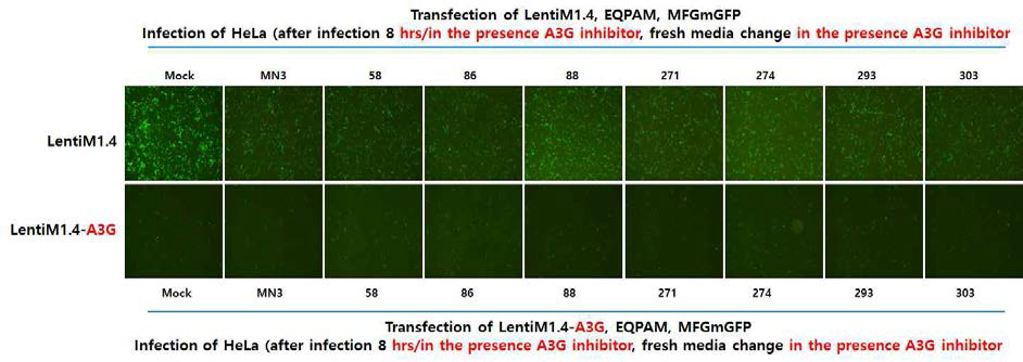 A3G에의한 레트로바이러스 감염저해 확인(Exp.3)