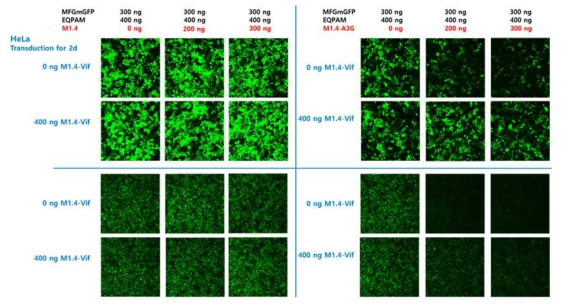 A3G와 A3G/Vif에 의한 바이러스 감염능 차이
