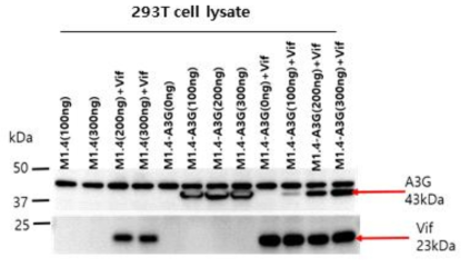 형질 도입 후 A3G와 Vif 발현 확인