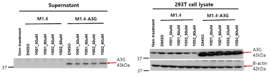 A3G inhibitor(Y001, Y002) 처리 후 A3G 발현확인