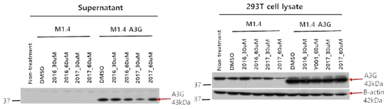 A3G inhibitor(2016, 2017) 처리 후 A3G 발현확인