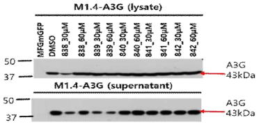 A3G inhibitor(838, 839, 840, 841, 842) 처리 후 A3G 발현확인