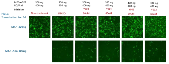 A3G inhibitor(Y001, Y002)에 의한 RRV 감염 저해 개선 확인