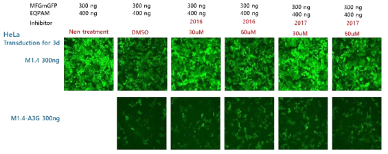 A3G inhibitor(2016, 2017)에 의한 RRV 감염 저해 개선 확인