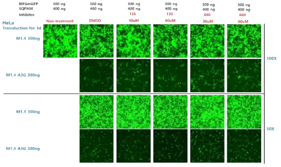 A3G inhibitor(135, 660)에 의한 RRV 감염 저해 개선 확인