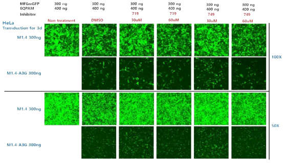 A3G inhibitor(719, 749)에 의한 RRV 감염 저해 개선 확인